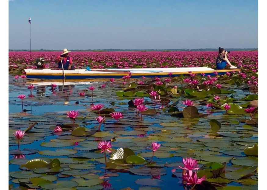 2017–11-27 邬隆府1.5万莱红莲花海盛开